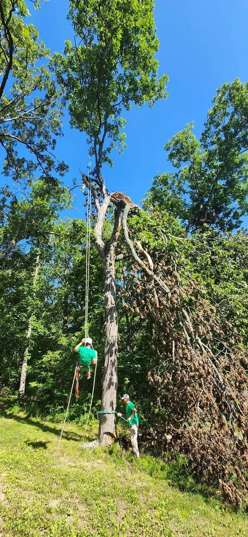 Tree removal in the St. Louis area